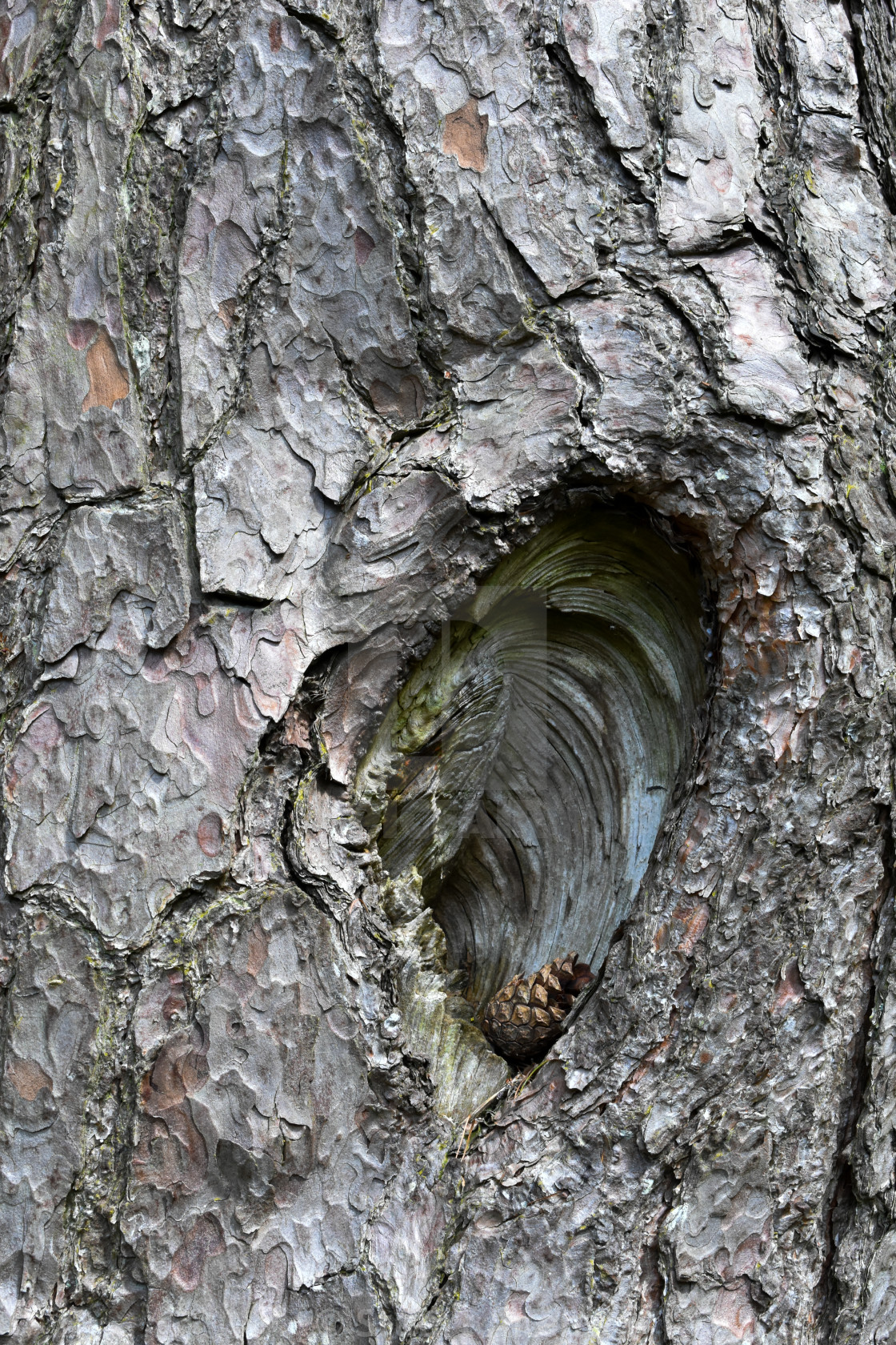 "Pine Cone in Tree Hollow" stock image