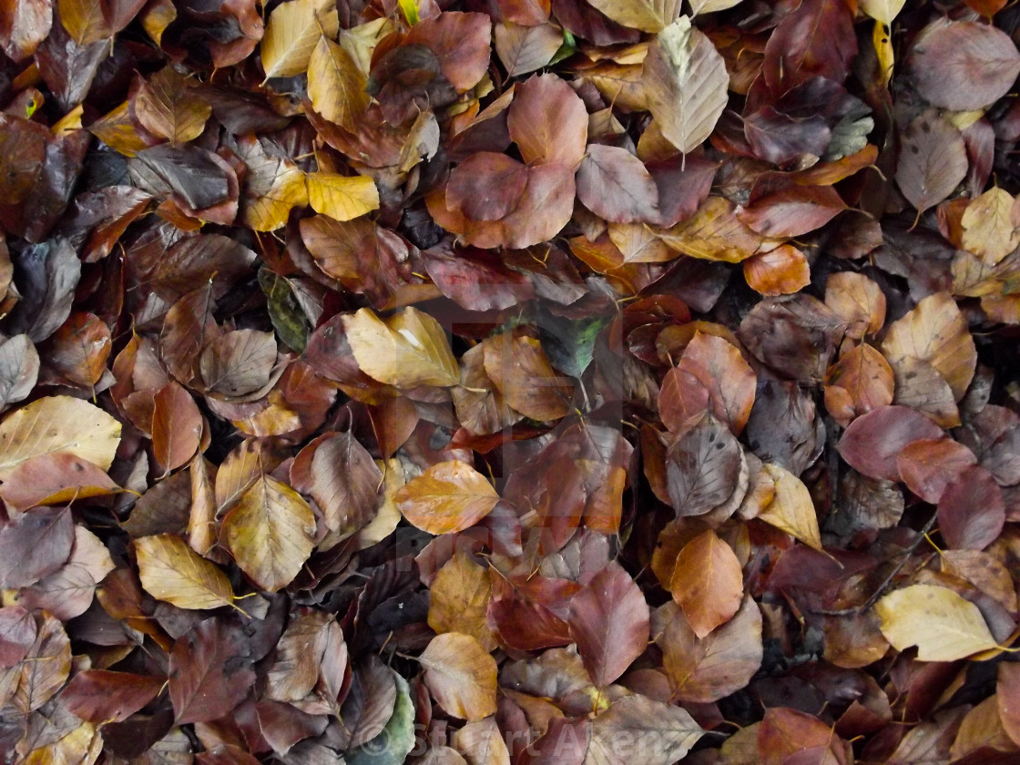 "Russet Forest Floor" stock image