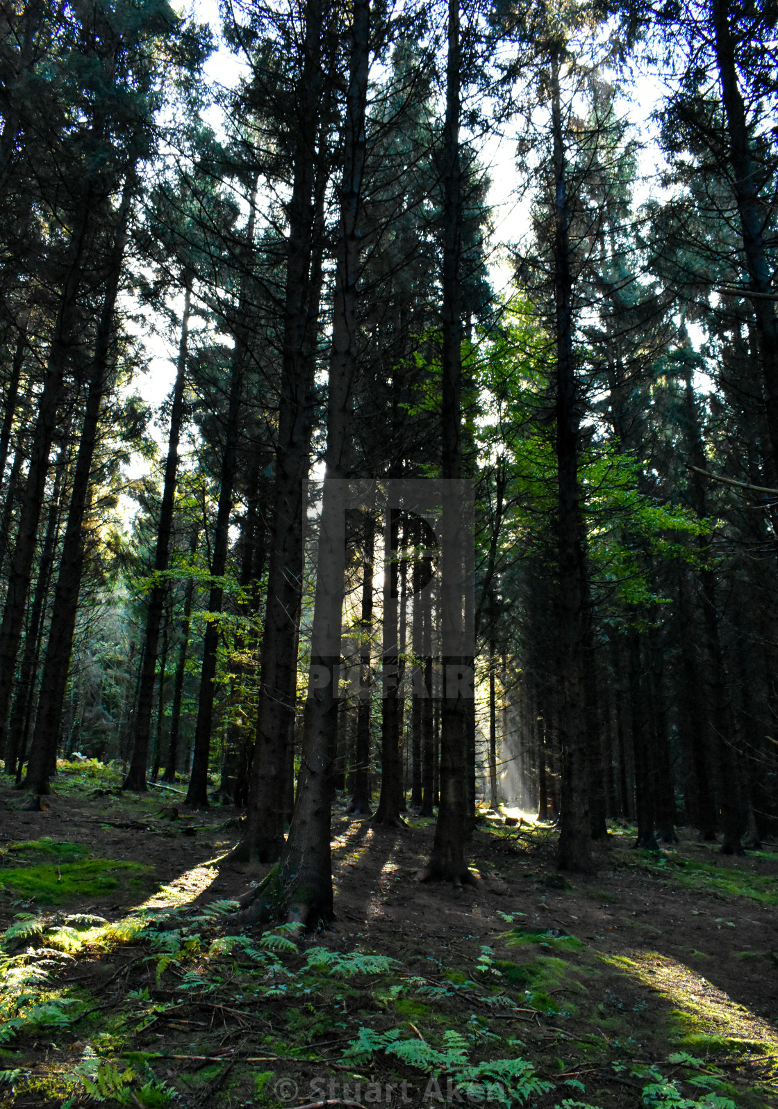 "Sun and Shade in the Forest" stock image