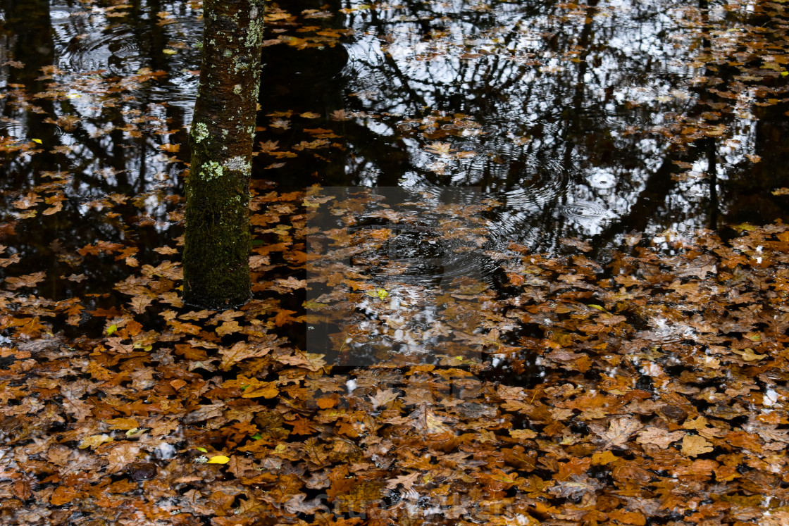 "When Autumn Leaves Fall and Float" stock image