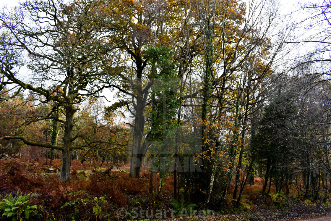 "Woodland Autumn Colour" stock image