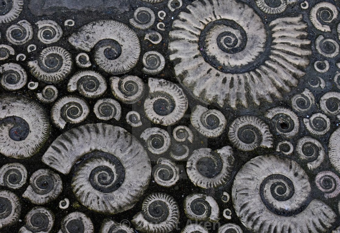 "Ammonites" stock image