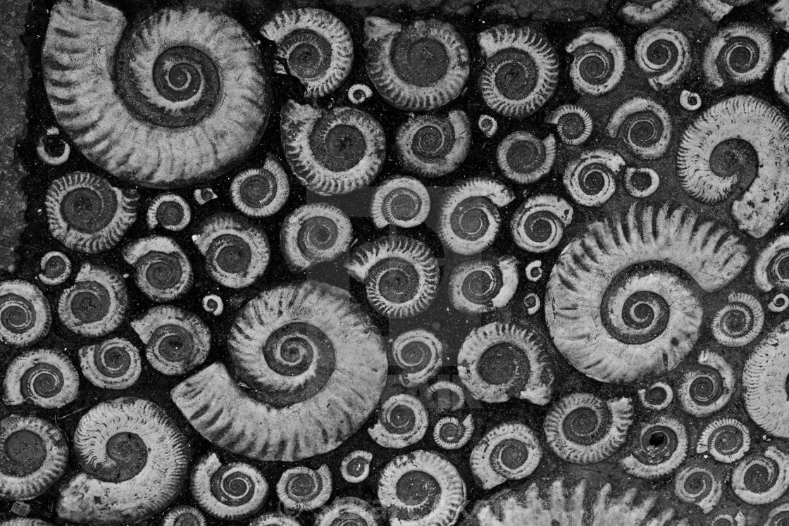 "Collected Ammonites" stock image