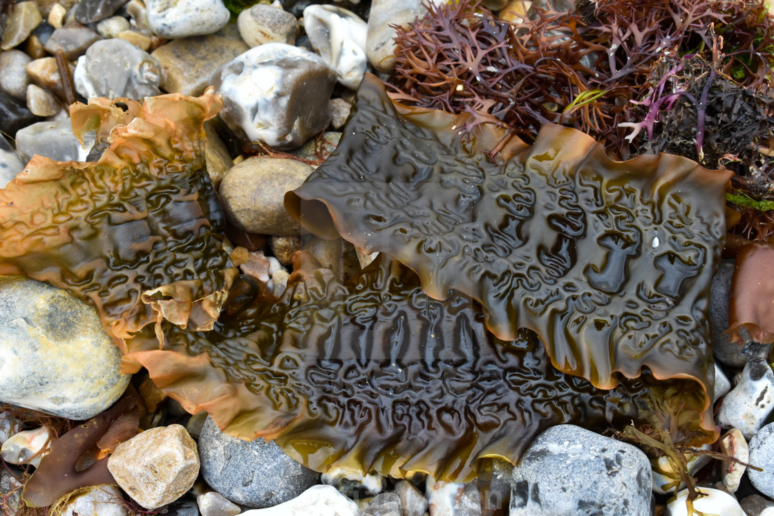 "Seaweed" stock image