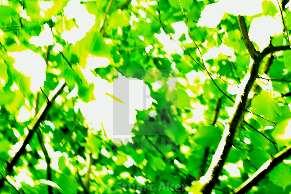 "Sunlight Through the Leaves" stock image