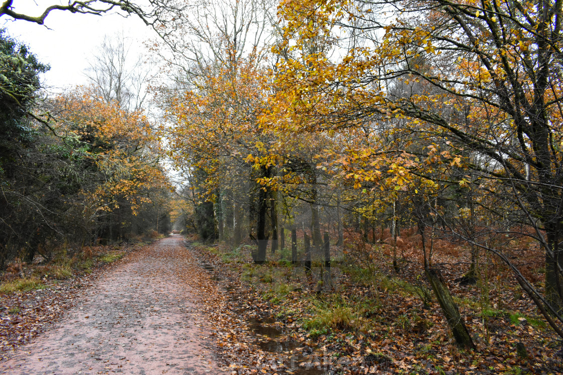 "Autumnal Forest Road" stock image