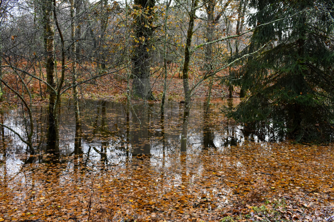 "Flooded Woodland" stock image