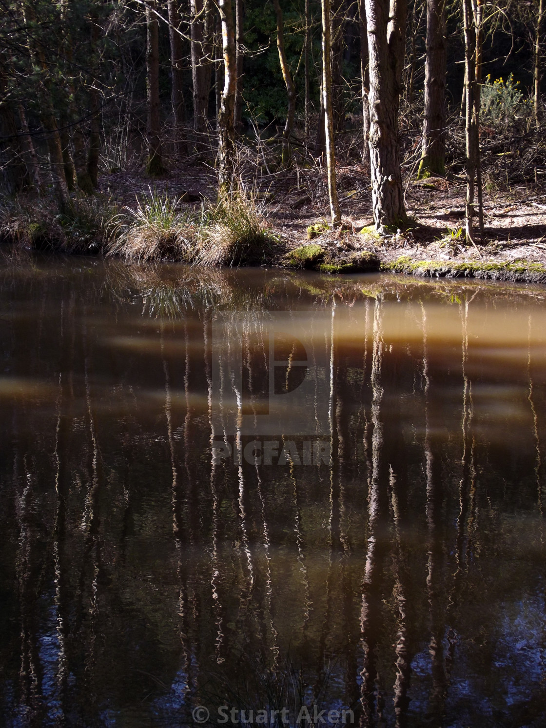 "Woodland Reflection" stock image