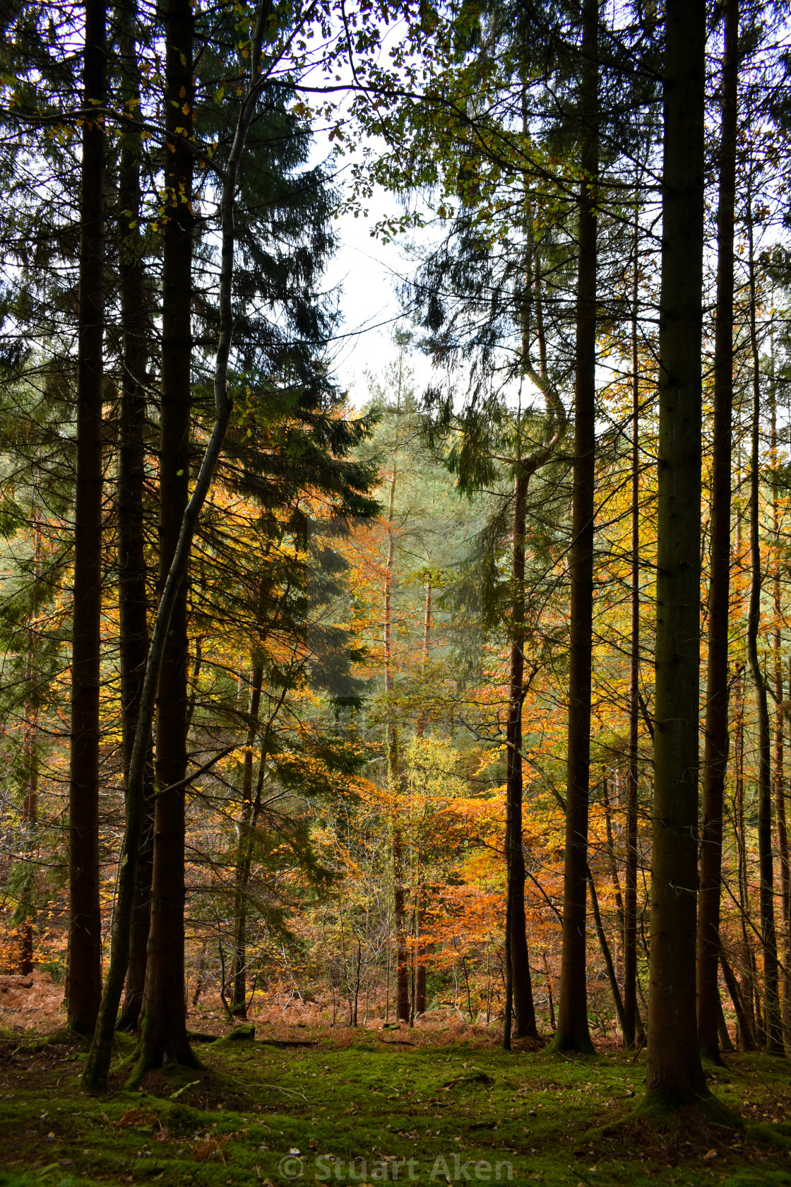 "Autumn Contrast" stock image