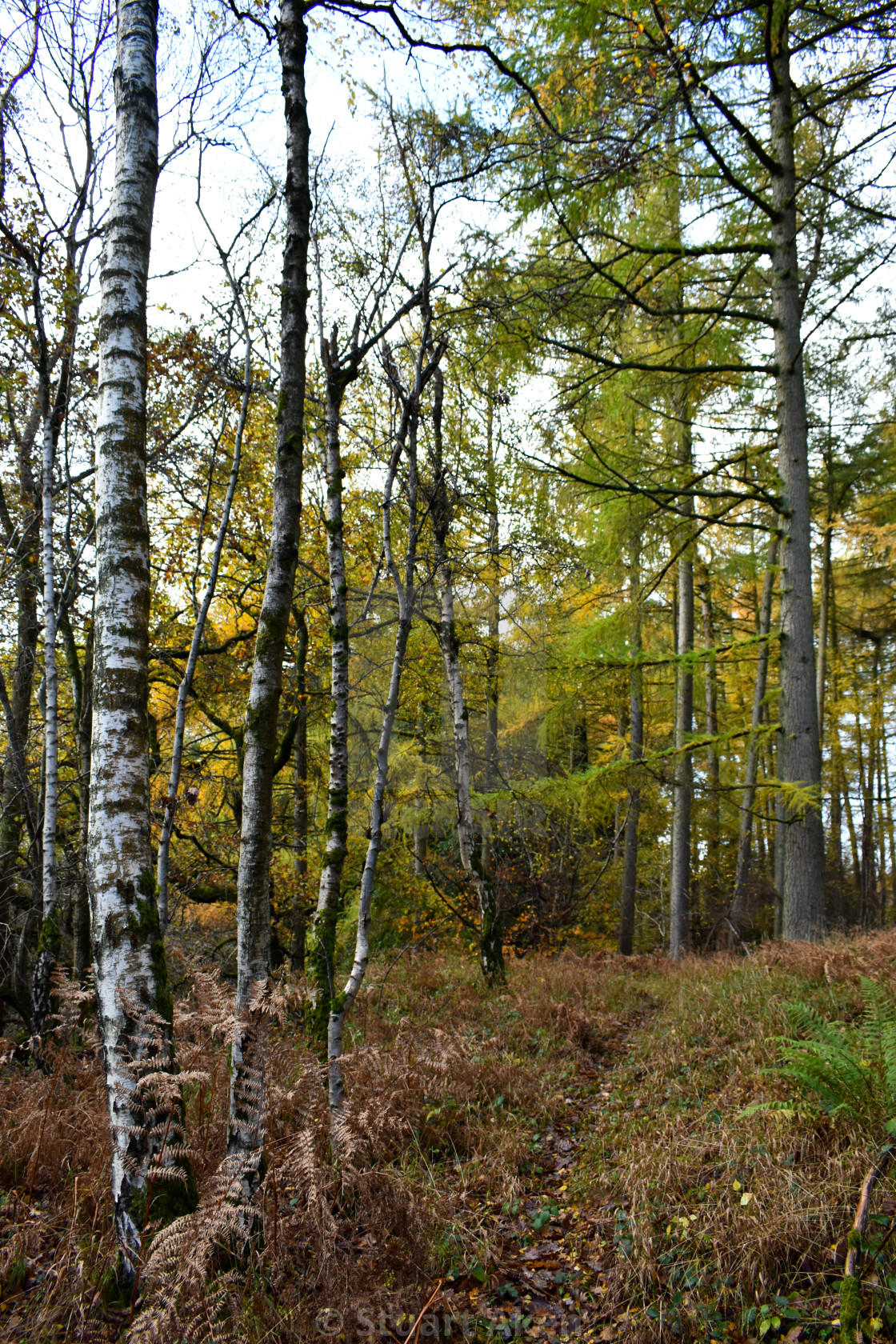 "Silver Birches" stock image