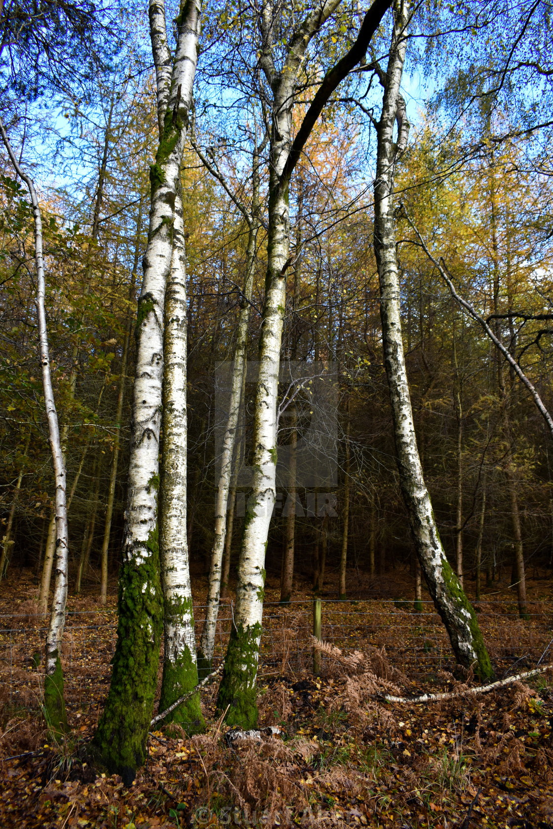 "Six Birches" stock image