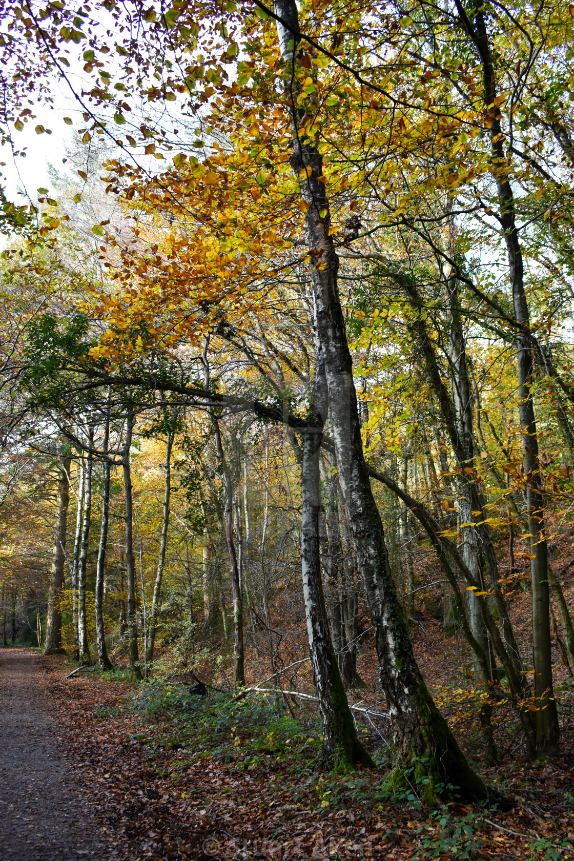 "Wayside Trees" stock image