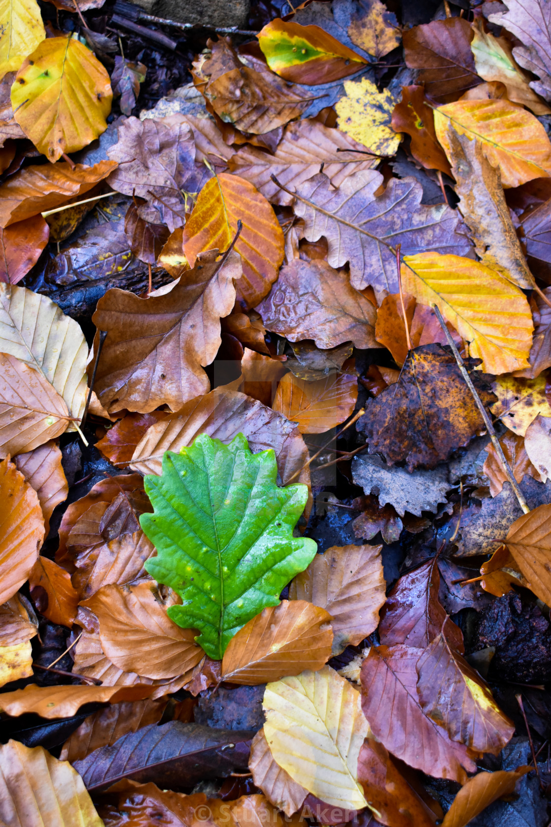 "Autumn Leaves" stock image