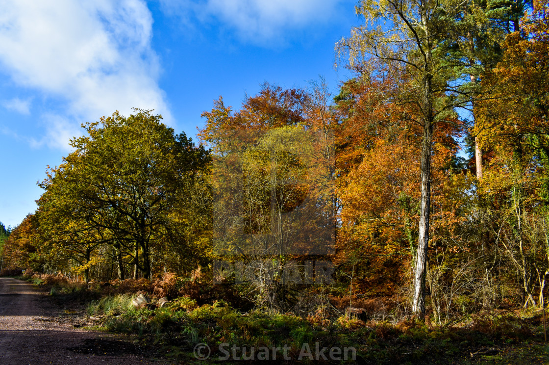 "Gorgeous Autumn" stock image