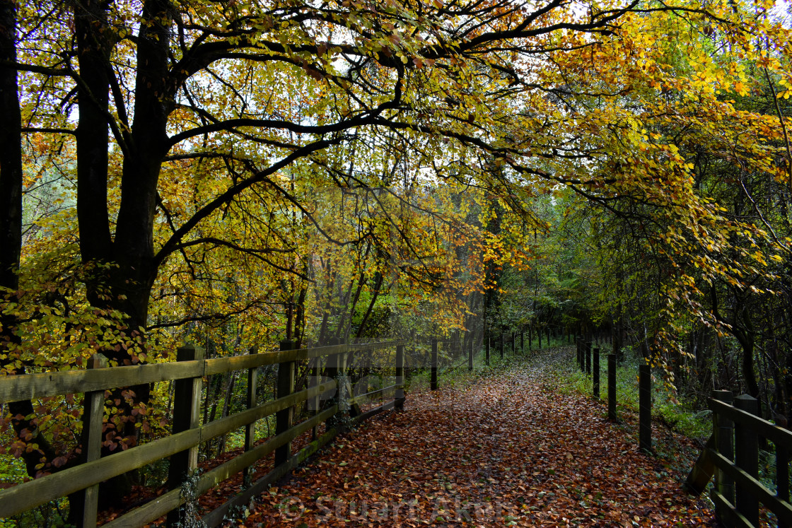 "Into the Forest" stock image