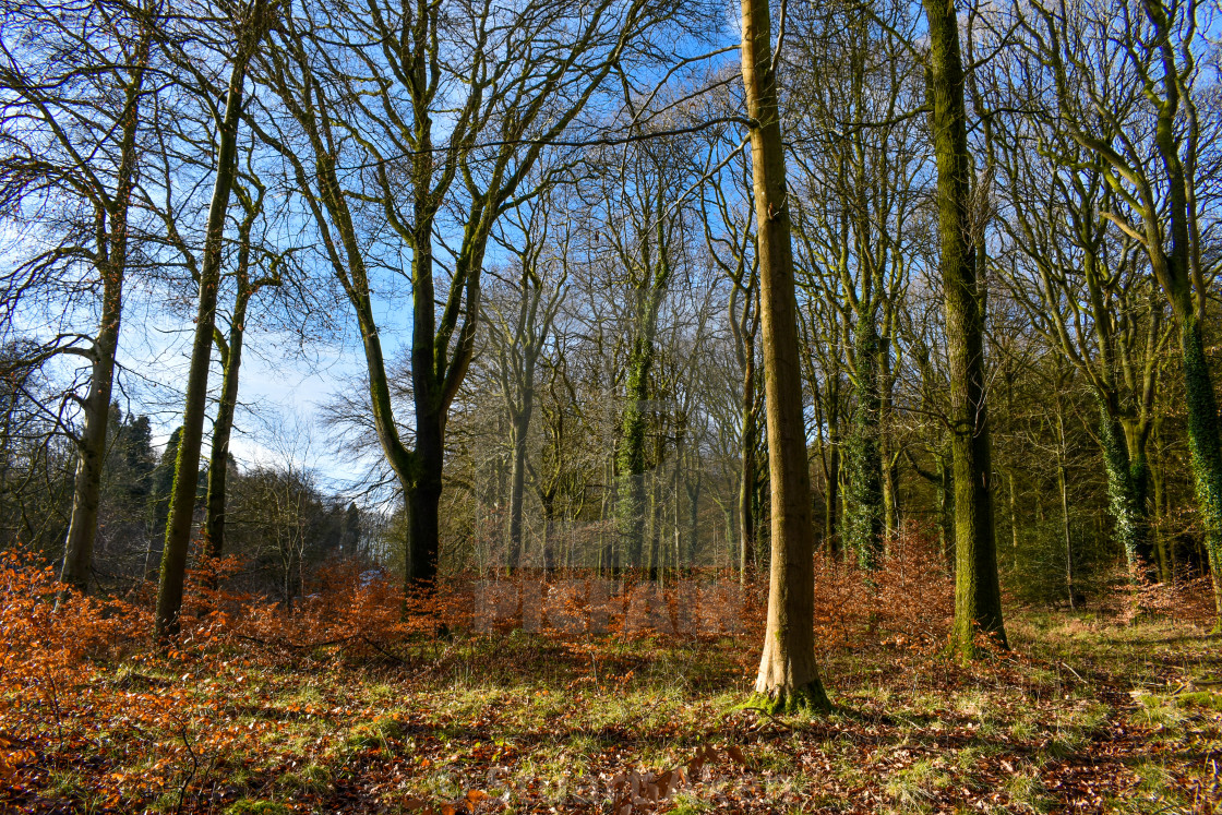 "Winter Woods" stock image