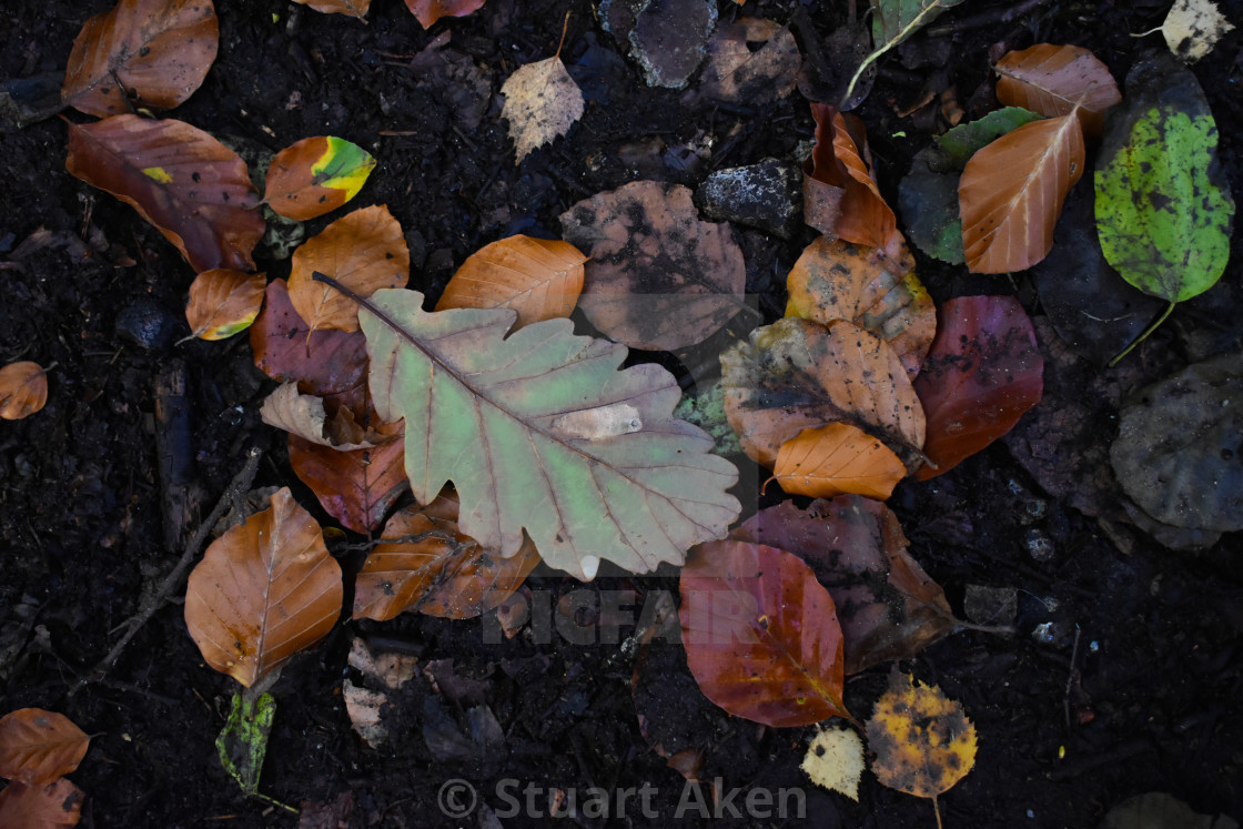 "Autumn Leaves #1" stock image