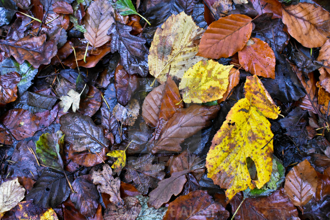 "Autumn Leaves #11" stock image