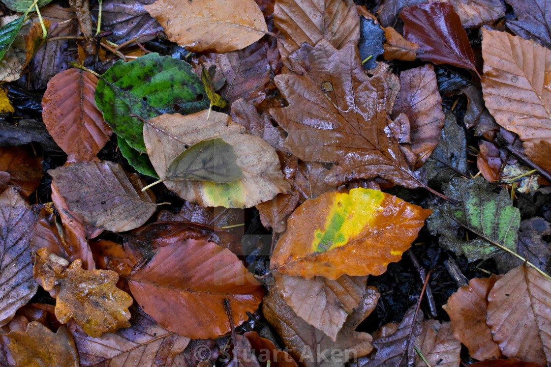 "Autumn Leaves #13" stock image