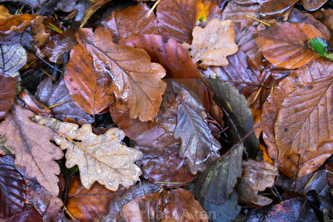 "Autumn Leaves #14" stock image