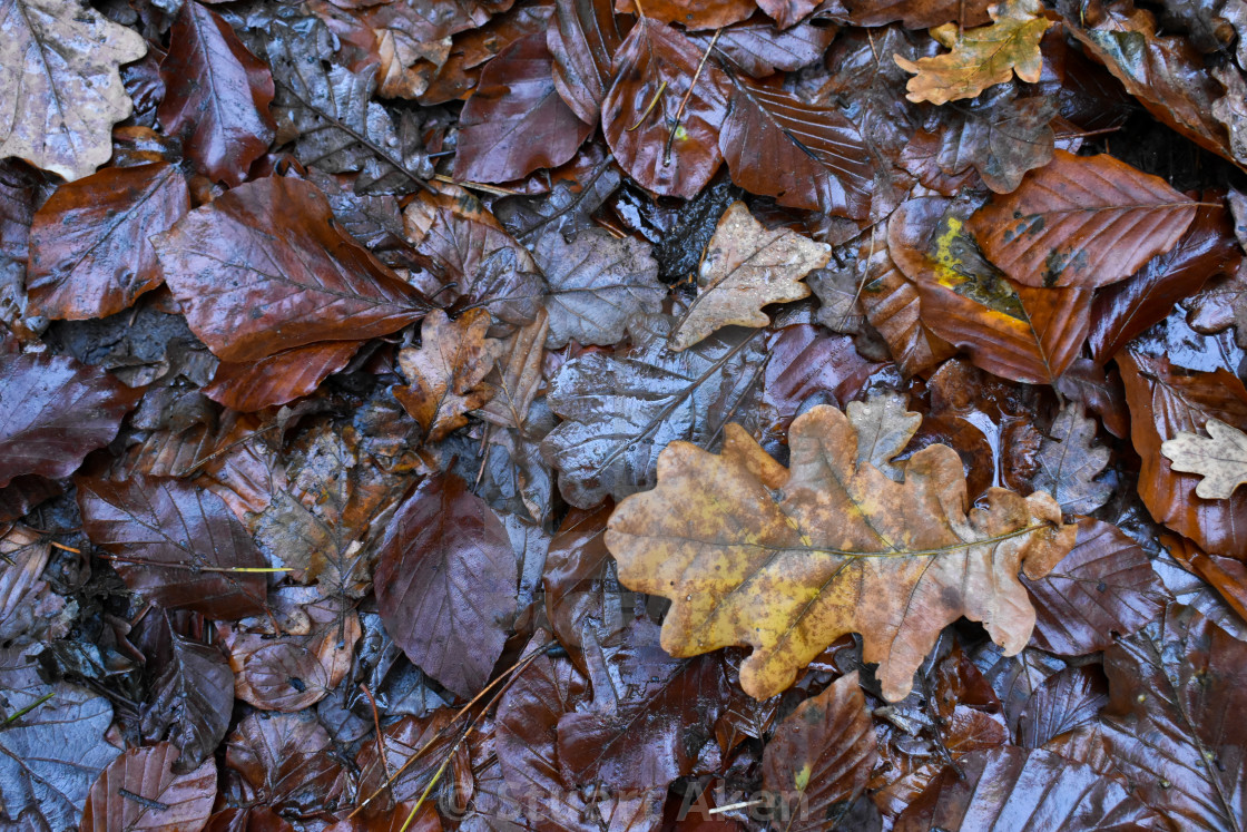 "Autumn Leaves #17" stock image