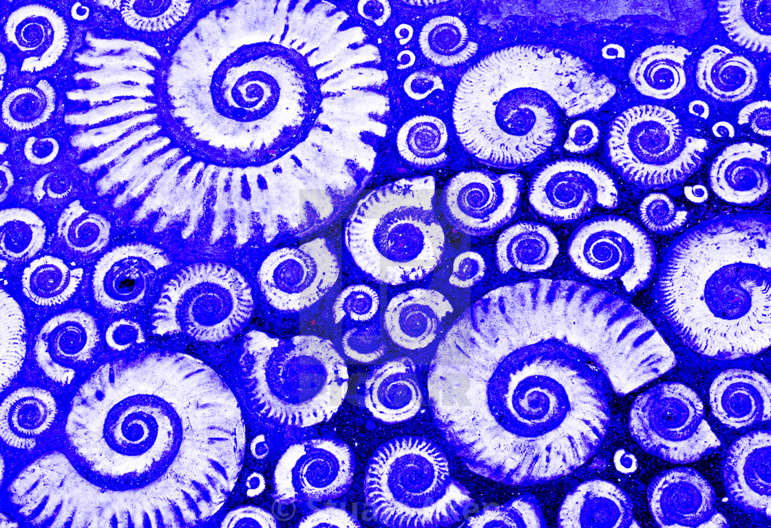 "Ammonites in Blue" stock image