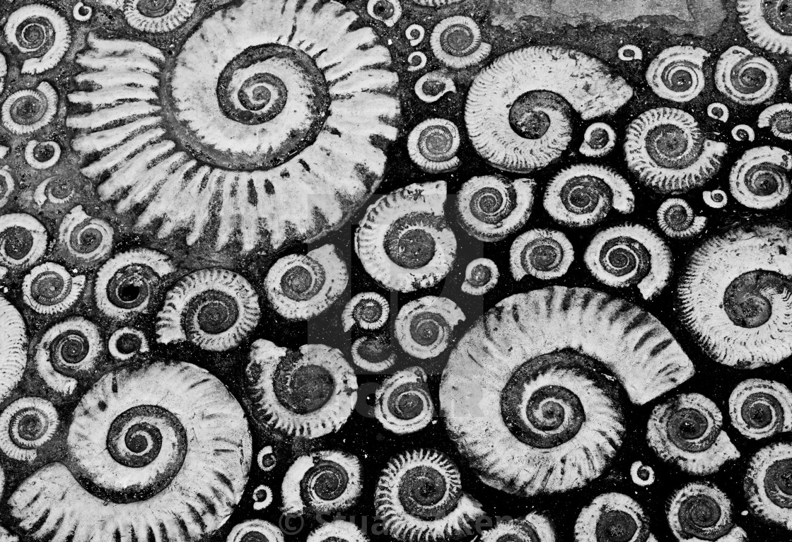 "Monochrome Ammonites" by Stuart Aken - $9.27 "Monochrome Ammonites" stock image