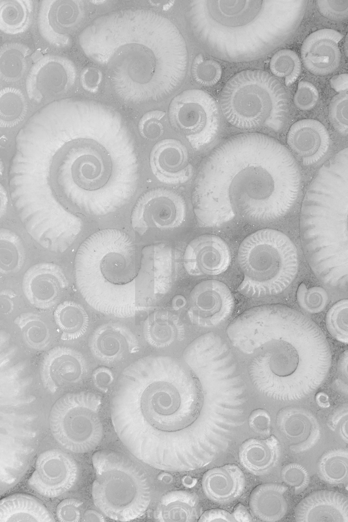 "How Pale the Spirals" stock image