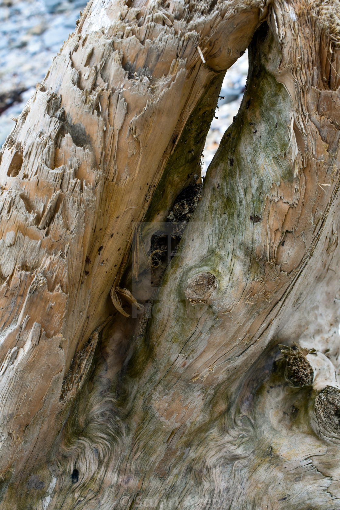 "Experienced Wood #7" by Stuart Aken - $9.27 "Experienced Wood #7" stock image