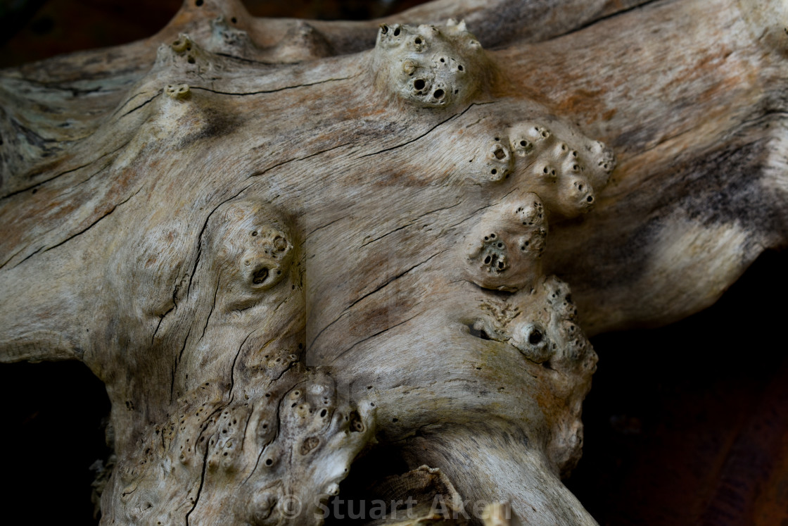 "Experienced Wood #12" by Stuart Aken - $9.33 "Experienced Wood #12" stock image