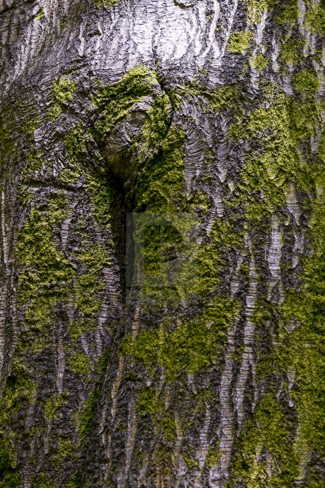 "Experienced Wood #14" stock image