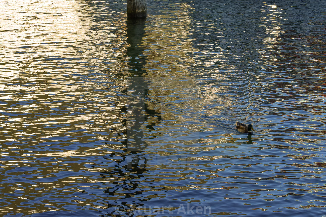 "Duck in Reflection" stock image