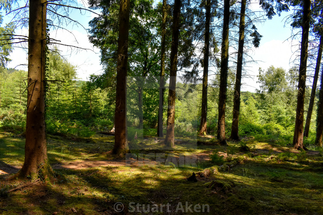 "Forest Path #4" stock image