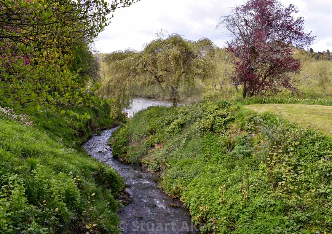 "Forest Waters #01" stock image