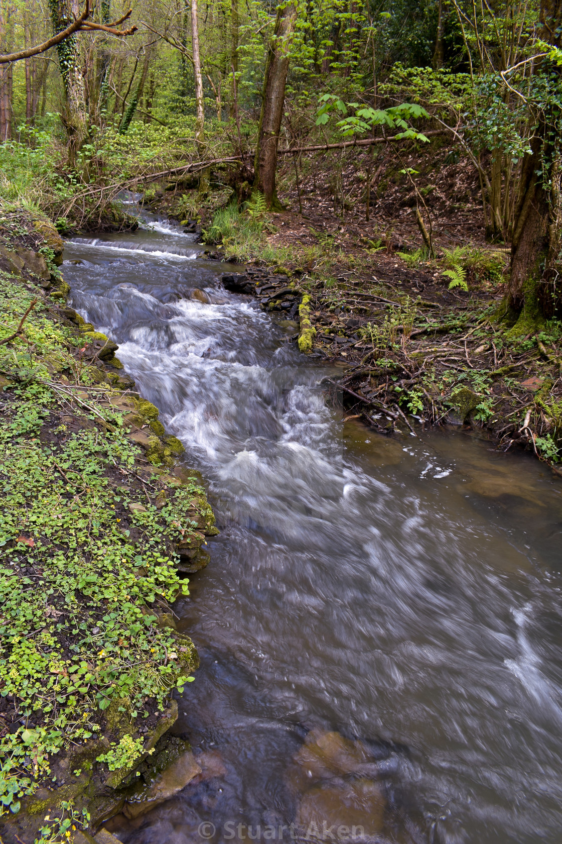 "Forest Waters #04" stock image