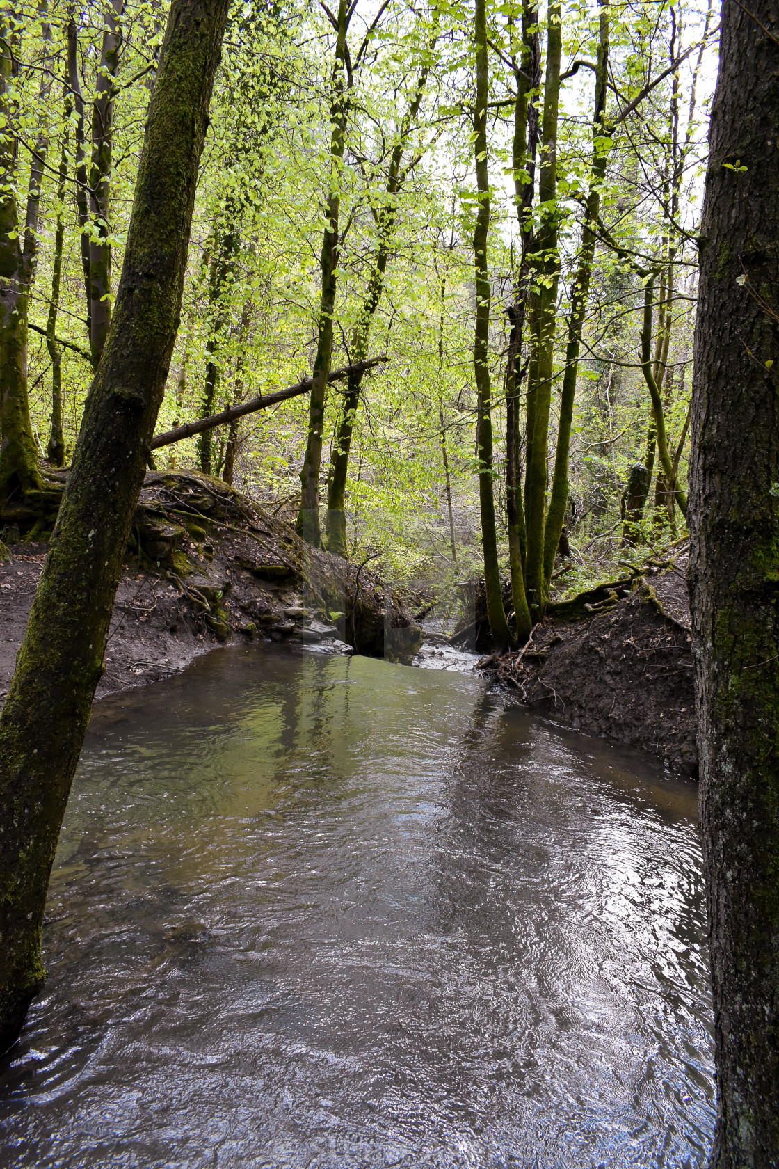 "Forest Waters #07" stock image