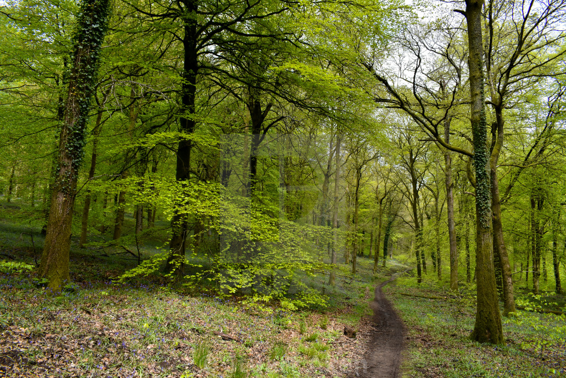 "Forest path #20" stock image