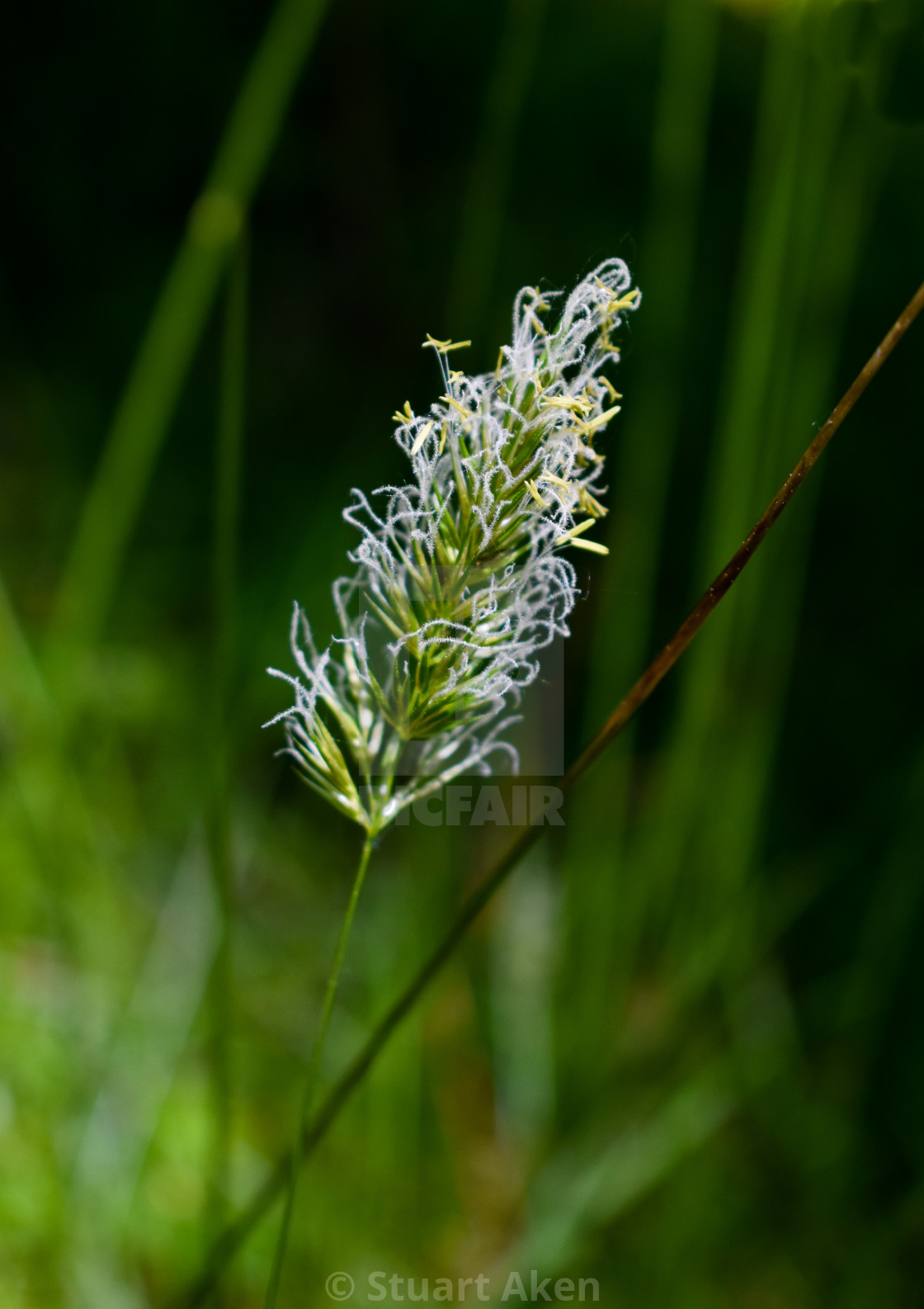 "Grass Flower" stock image