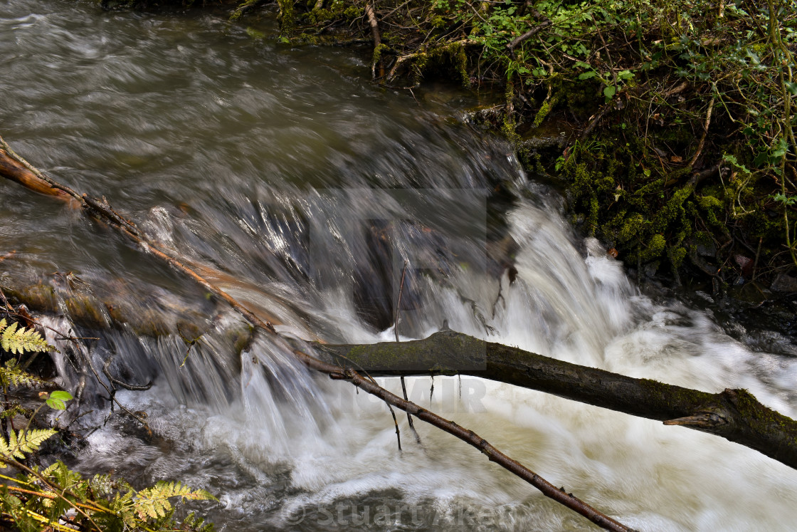 "Forest Waters #12" stock image