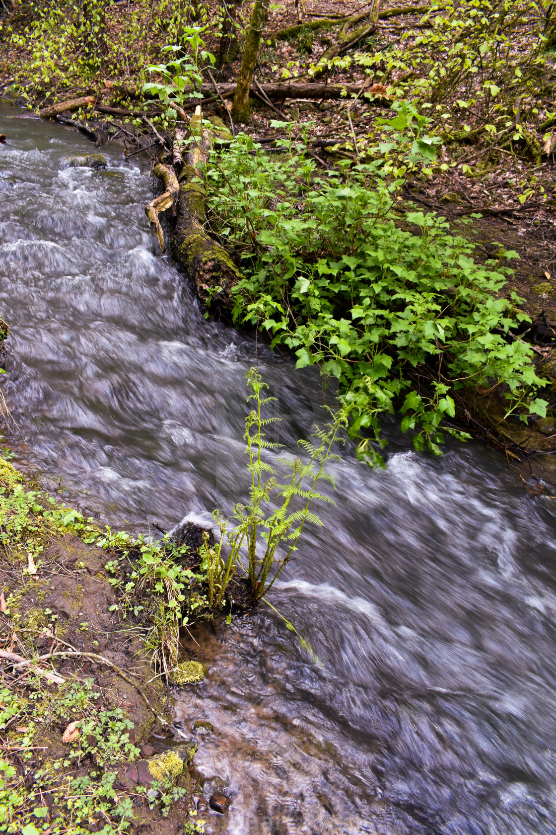 "Forest Waters #14" stock image