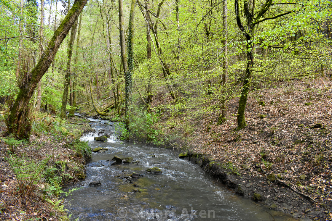 "Forest Waters #15" stock image