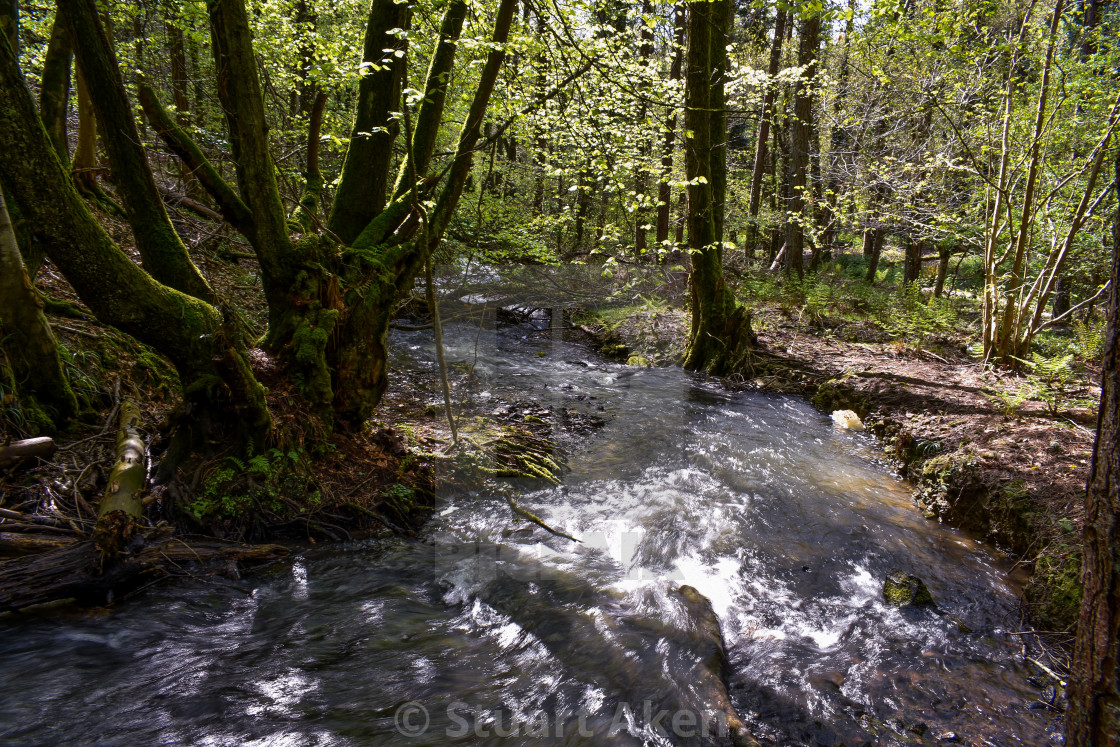 "Forest Waters #16" stock image