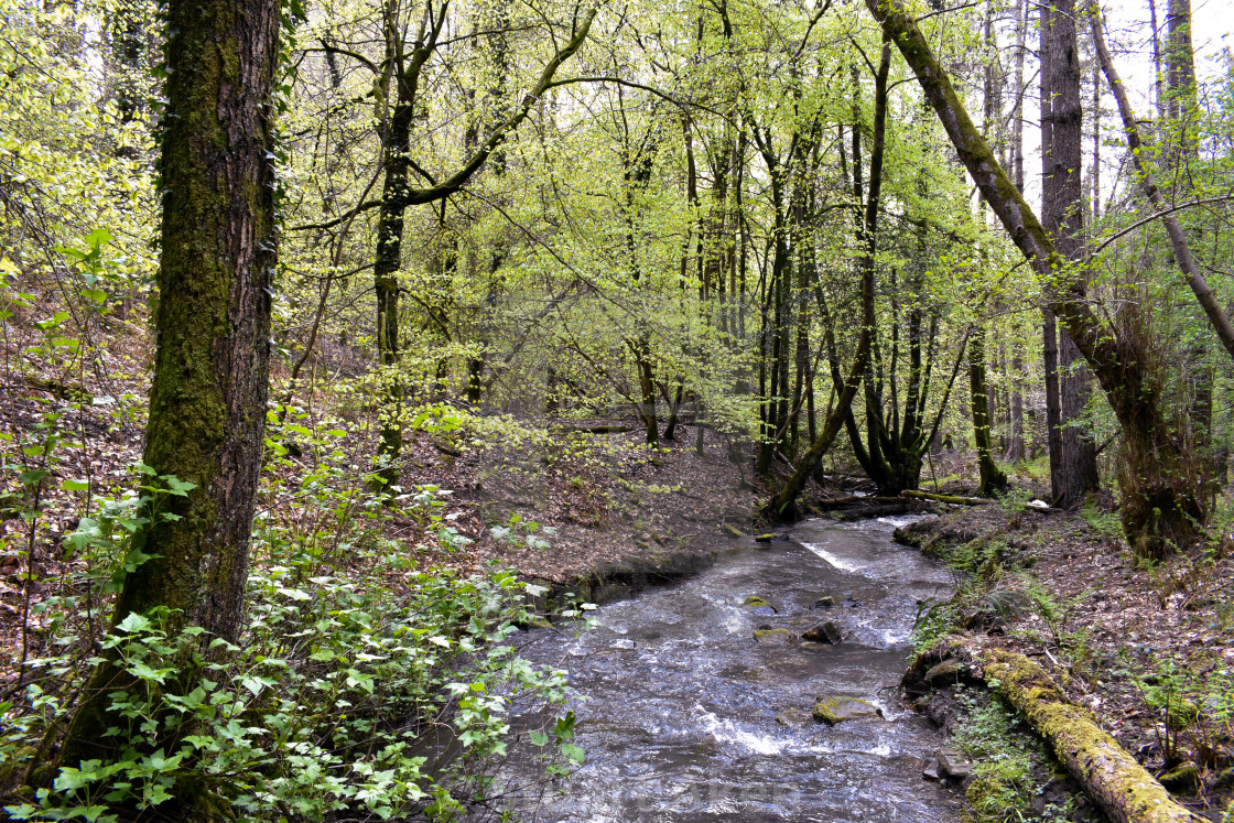 "Forest Waters #17" stock image