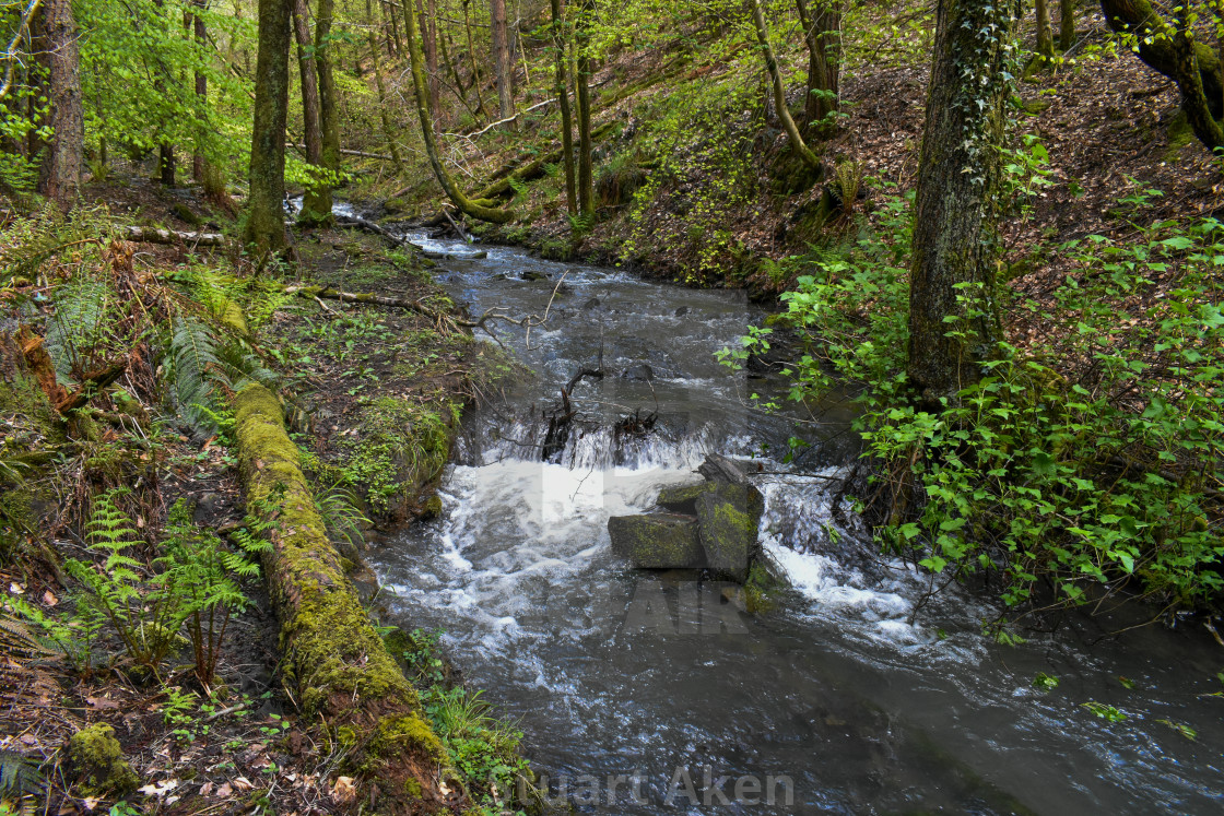 "Forest Waters #18" stock image