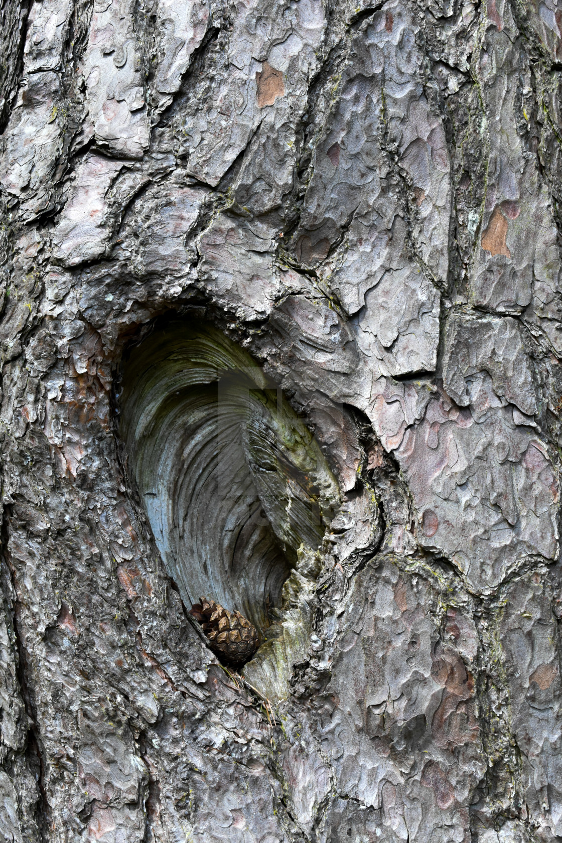 "Concealed Pine Cone" stock image