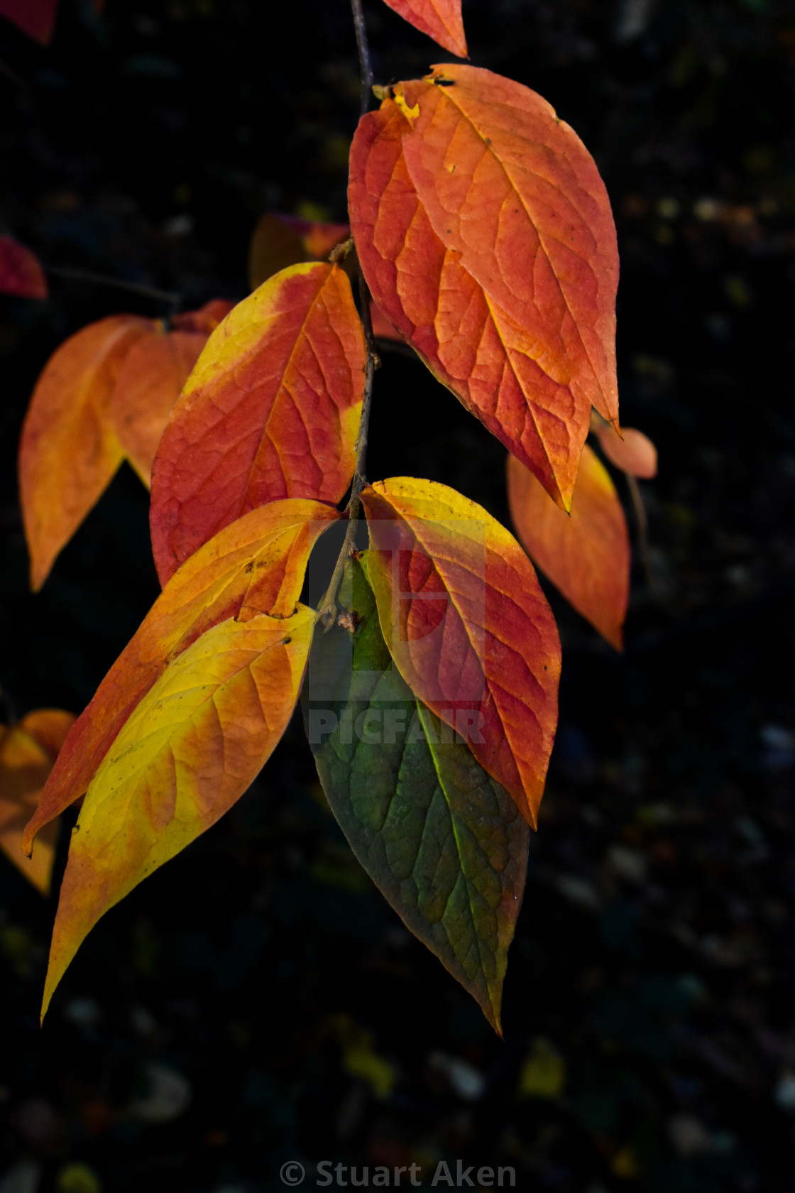 "When Leaves Turn" stock image