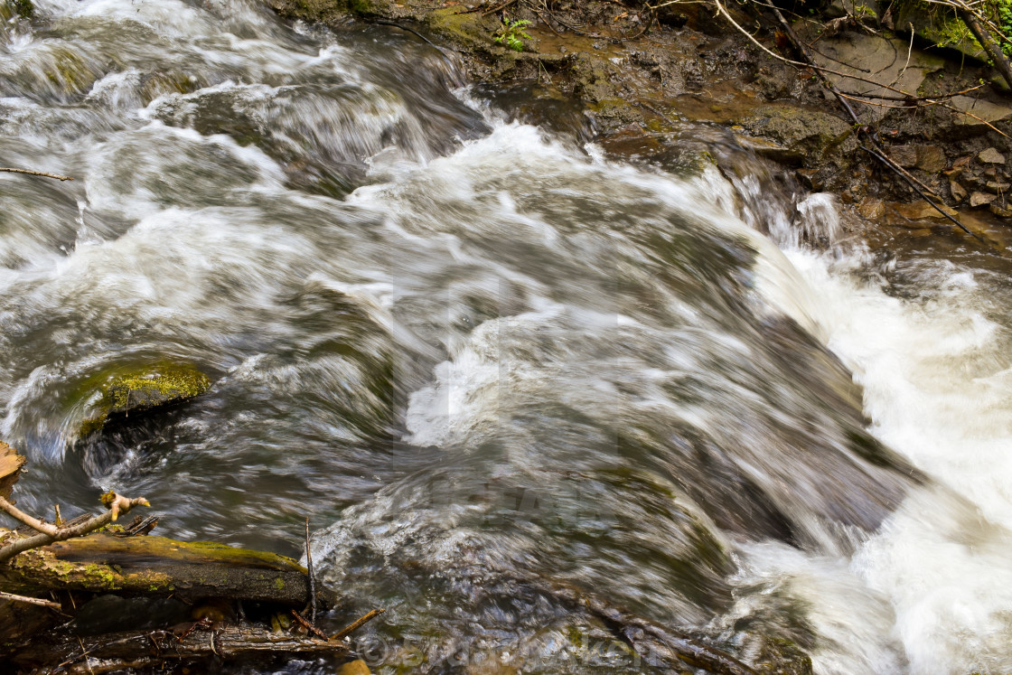 "Forest Waters #22" stock image