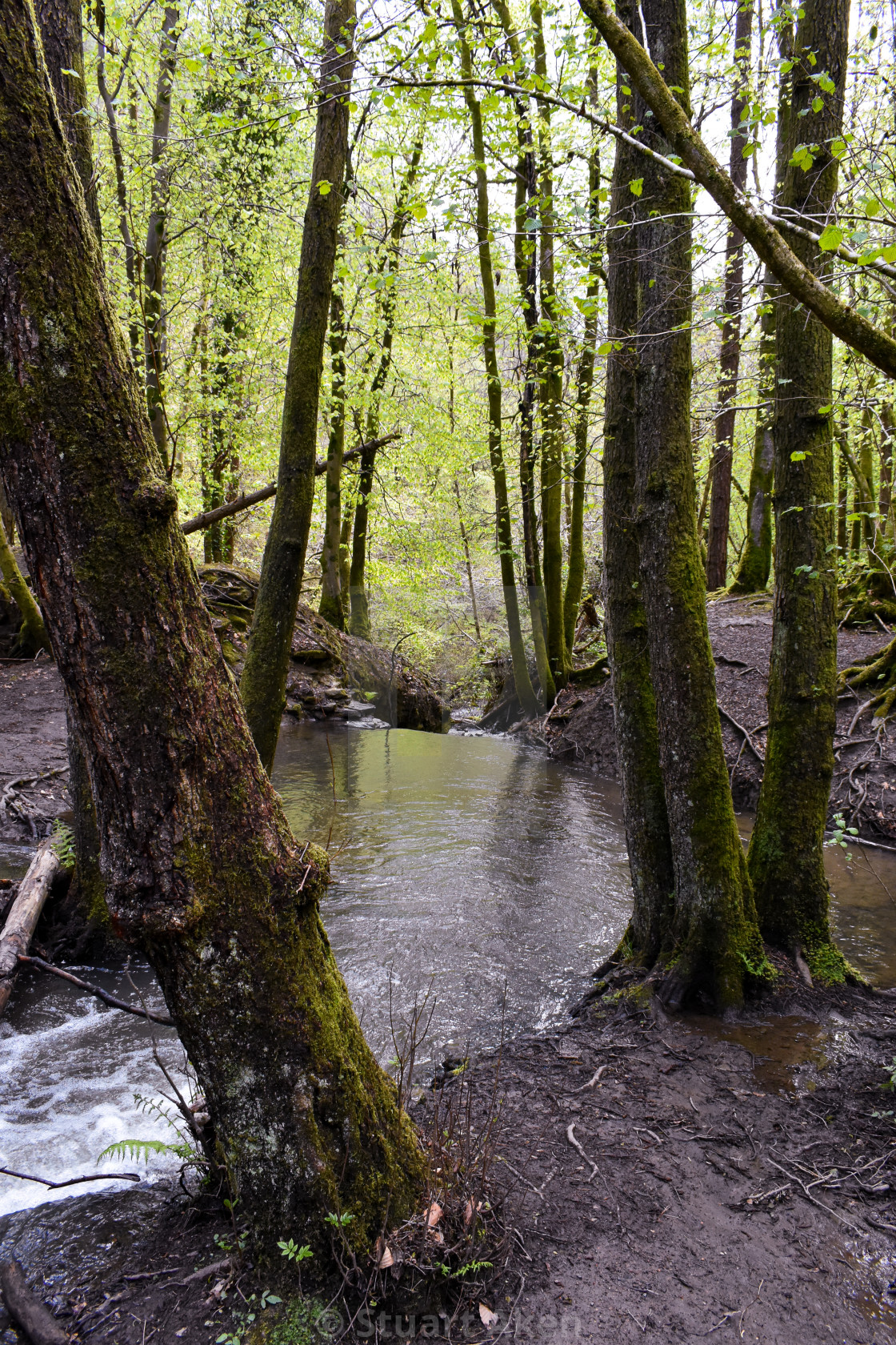 "Forest Waters #31" stock image