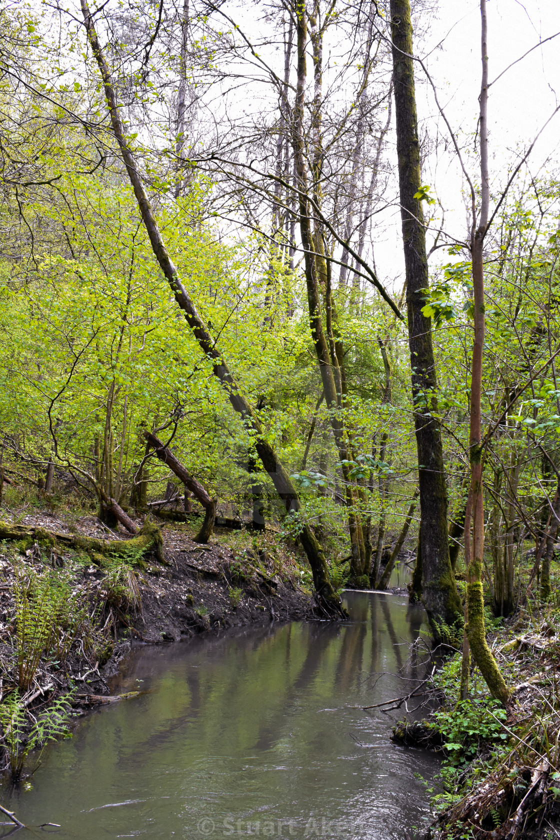 "Forest Waters #33" stock image