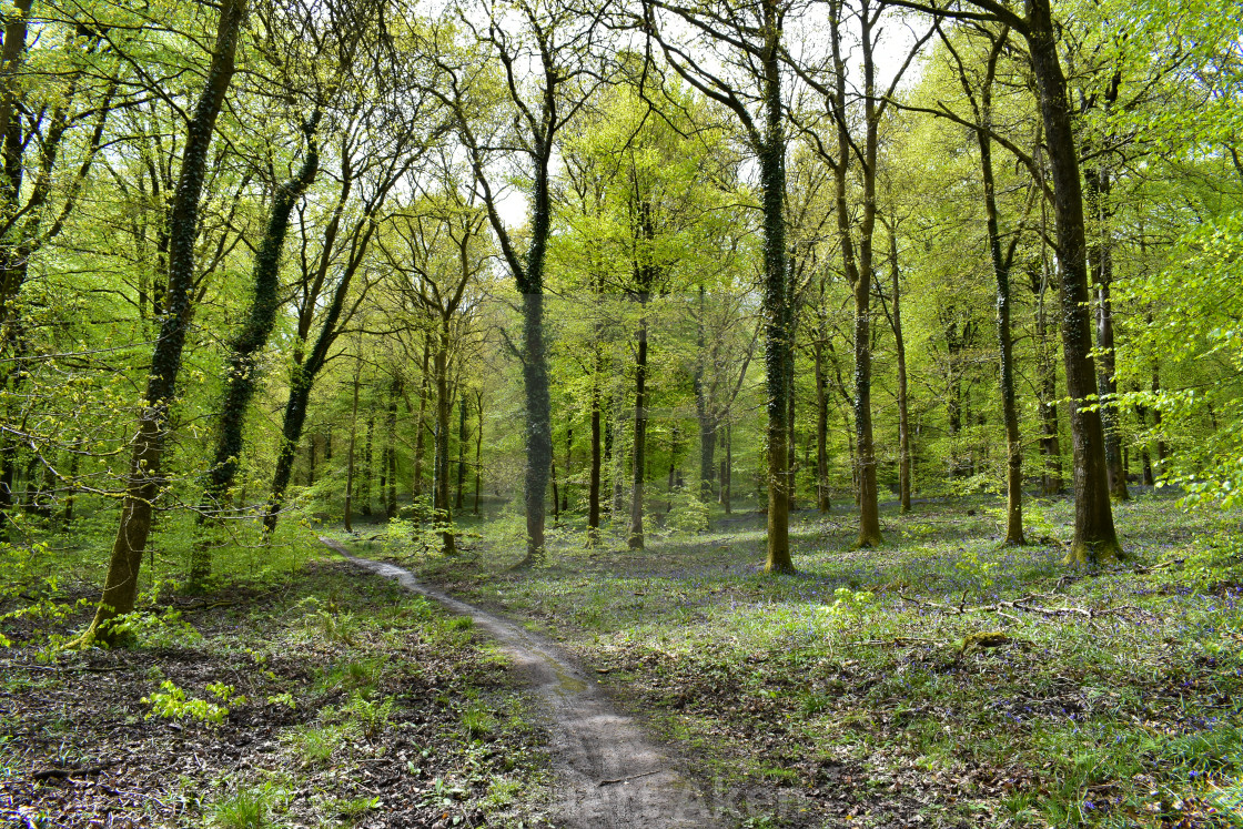 "Forest Path #21" stock image